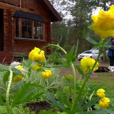 gula blommor