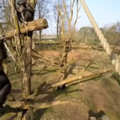 En schimpans beväpnad med en pinne lyckades övermanna drönaren.