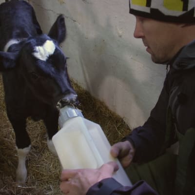 Peltsi juottaa vasikalle maitoa