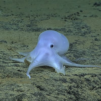 Bläckfisk på havets botten utanför Hawaii. Djuret tros tillhöra en ny bläckfiskart.