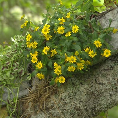 blommor som växer på en gren