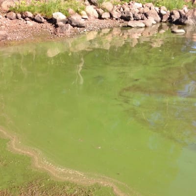 Blågröna alger vid en strandkant.