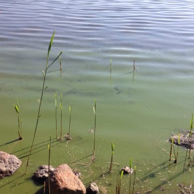 Blågröna alger vid en strandkant.