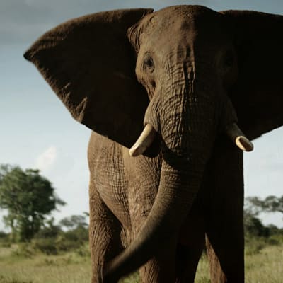 Uhanalaisten eläinten salametsästys uhkaa ajaa Afrikan norsut ja sarvikuonot sukupuuttoon 15 vuodessa.