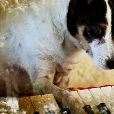 Lolabelle-koira soittaa pianoa Laurie Andersonin elokuvassa Koiran sydän (Heart of a Dog).