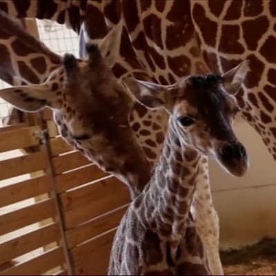 En giraffhona slickar sin nyfödda kalv.
