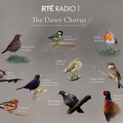 Kuvassa on kymmenen lintua nimettynä enganniksi ja irlannin kielellä.