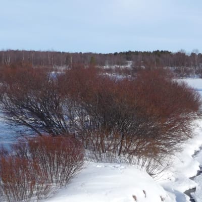 Joen rannalla tiheää pajukkoa, maaliskuun luminen maisema.