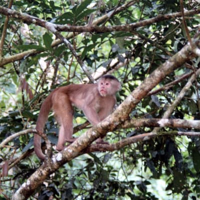 Apina kiipeää sademetsän puussa.