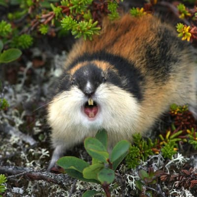 Tuntirisopuli