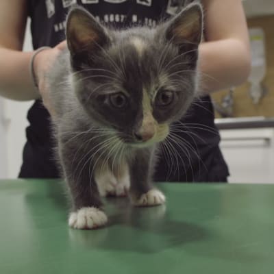 Harmaa kissanpentu eläinlääkärin pöydällä