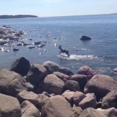 Ett rådjur hoppar upp ur vattnet vid en strand.