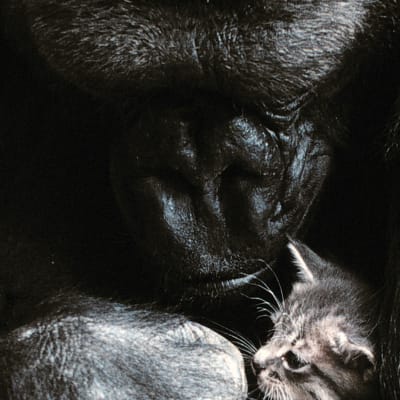Gorillan Koko och hennes kattunge. 