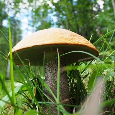 Iso tatti metsässä.