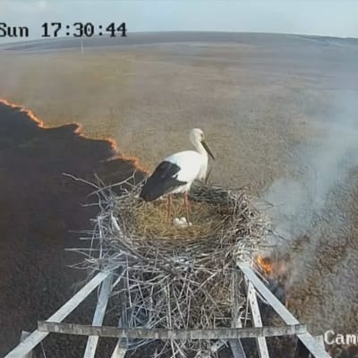 En stork står i sitt bo och tittar ut över en härjande skogsbrand. 