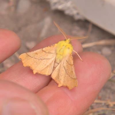 En klargul fjäril med beige vingar sitter i en människas hand.