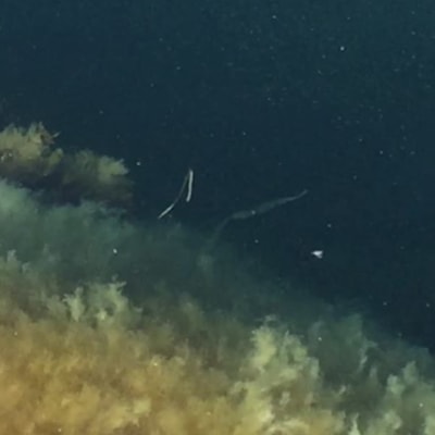 Sjögräs och ett smalt, trådliknande djur som simmar ovaför sjögräset.