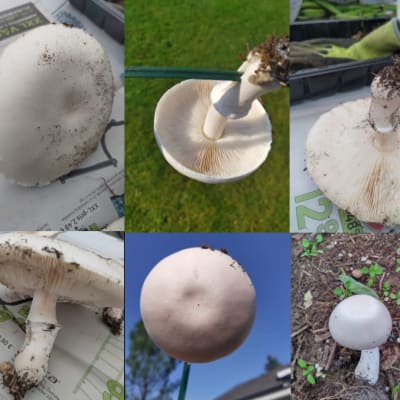 Sex stycken bilder på vit svamp