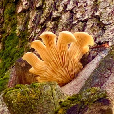 En gul svamp på trädstam