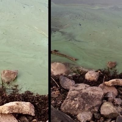 Två bilder på så kallade blåalger vid strandkant.