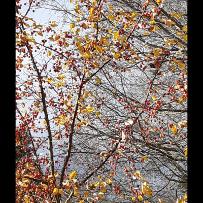Ett äppelträd fotograferat underifrån. På grenarna finns sidensvans.