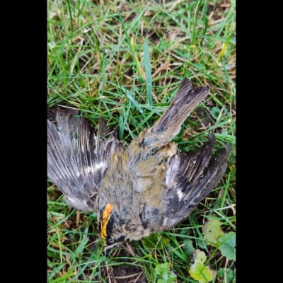 En död brandkronad kungsfågel liggande i gräs.
