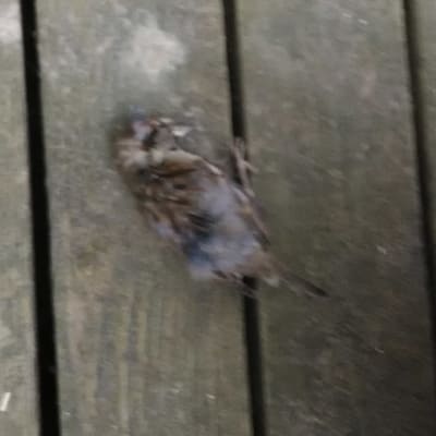 En död småfågel.