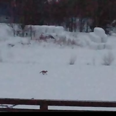 Troligen räv som springer över snön. 
