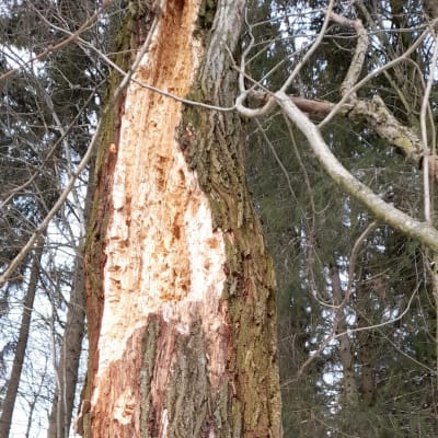 Träd som hackats sönder av djur, troligen spillkråka.