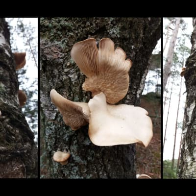 Tre bilder på svampar som växer på björkstam.