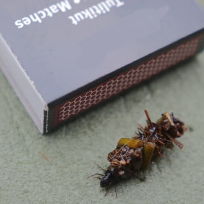 Insekt vid sidan av tändsticksask.