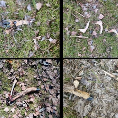 Fyra bilder på resterna av ett hjortdjur.