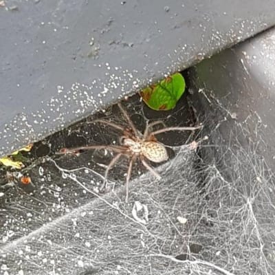 En spindel med ljus, spräcklig kropp vid trappa.