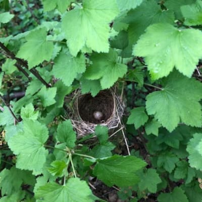 Ett fågelbo med ett ägg i mitten av en vinbärsbuske.
