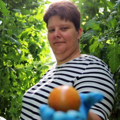 Smith's Gardenin viljelijä Johanna Smith pitelee tomaattia