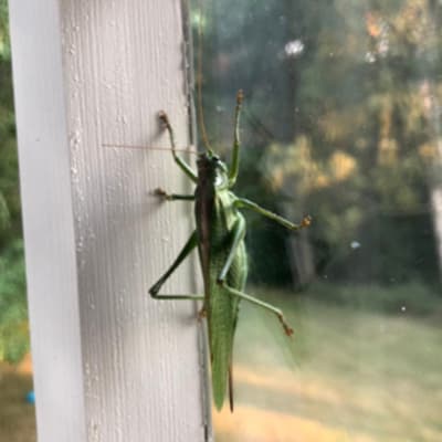 Grön gräshoppa på fönster.