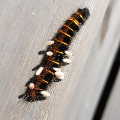 En hårig, svart larv med orangefärgade streck och vita riskorns-liknande saker fast längs kroppen.