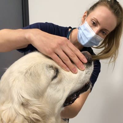 Eläinlääkäri tutkii vaalean labradorinnoutajan hampaita tutkimuspöydällä