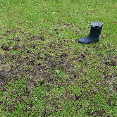 En gräsmatta med mängder av hål och gångar, troligen grävda av gnagare. En blå stövel bredvid.