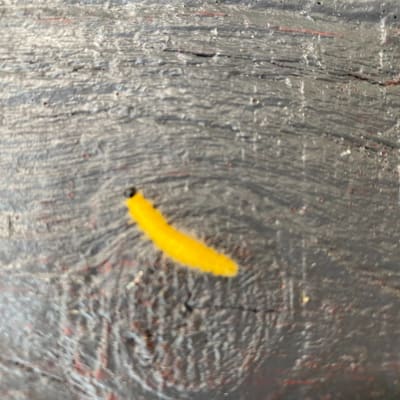 En gul, lurvig larv med svart huvud.