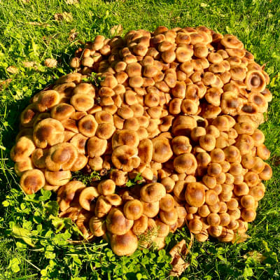 En stor samling ljusbruna och bruna svampar som växer i klunga på gräsmatta.