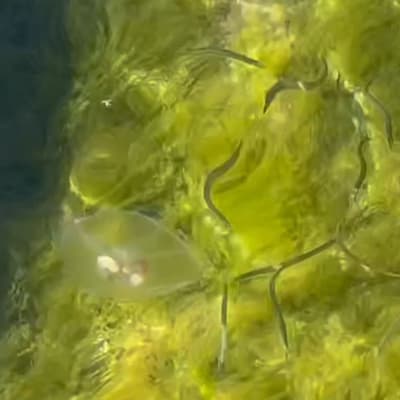 Stillbild från videoklipp som visar ett flertal ål-liknande fiskar och en manet.