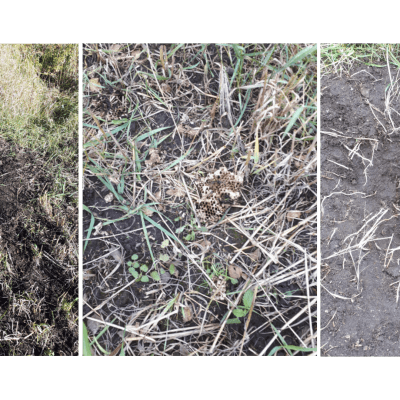 tre bilder på grop med rester av getingbo som grävts i gräsmatta.