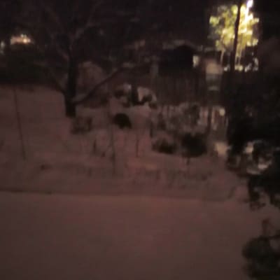 Bild tagen nattetid på djur i snö.