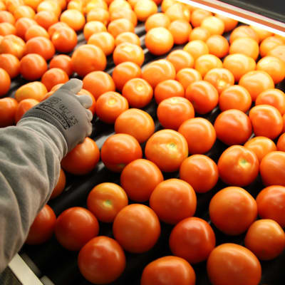 Työntekijä käsittelee tomaatteja Hultholmin pakkaamolla
