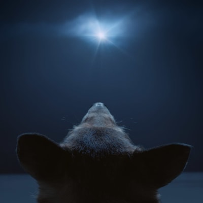 Koira katsoo tähteä taivaalla
