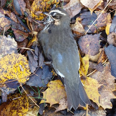 En död småfågel bland löv.