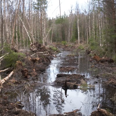 Vedellä täyttyneet kaivinkoneen jäljet metsässä koivikon keskellä.
