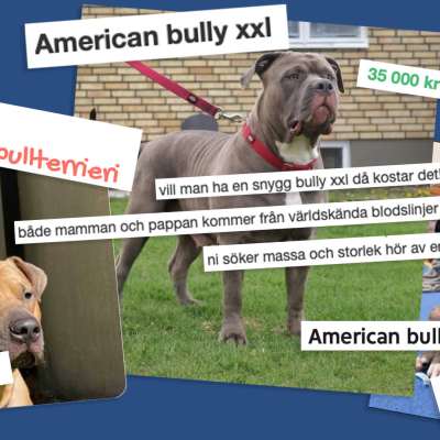 Bildcollage med klipp från hundförsäljningsannonser på Tori.fi, uusilemmikki.fi och Findit. Annonserna är för hundar av raserna American bully och  American pit bull terrier.
