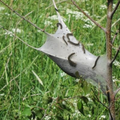 Spinnarlarver som byggt en trådkonstruktion på ett träd.